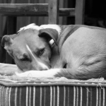 Ностальгический слот с собачьей будкой напоминающий детство