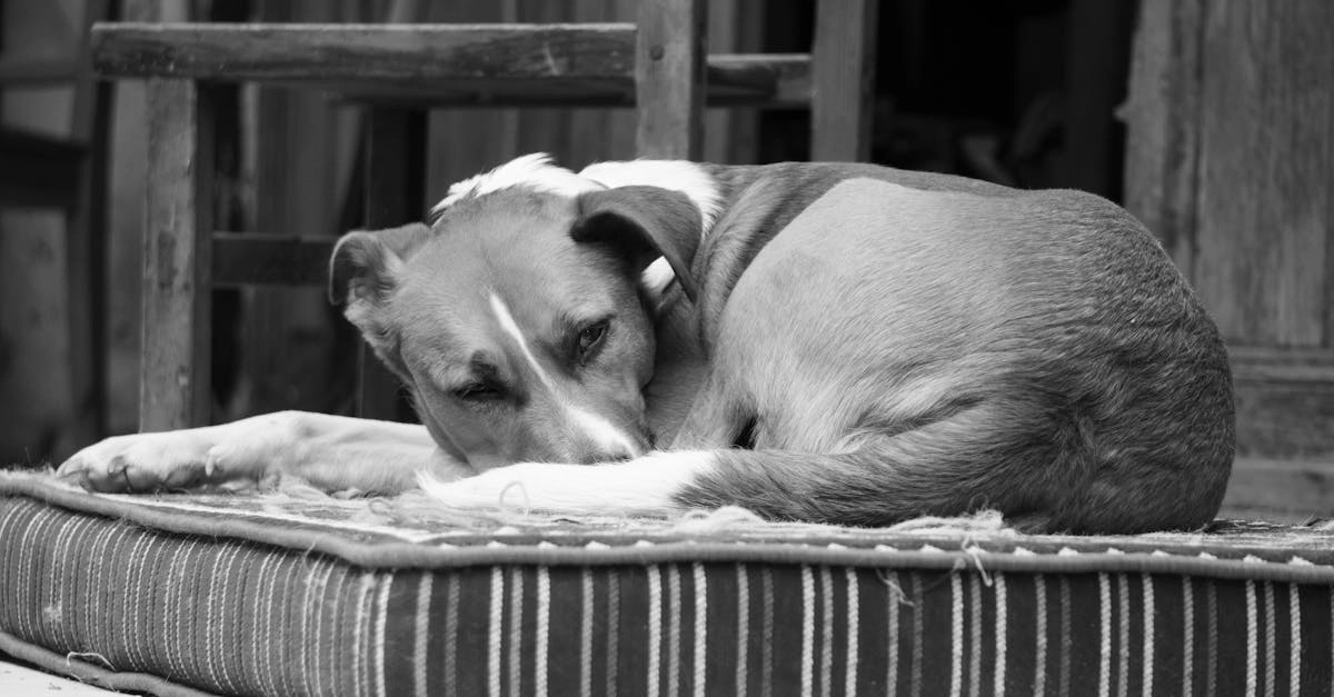 Ностальгический слот с собачьей будкой напоминающий детство